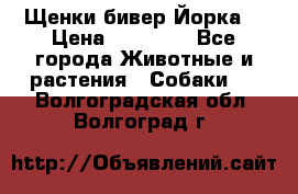 Щенки бивер Йорка  › Цена ­ 30 000 - Все города Животные и растения » Собаки   . Волгоградская обл.,Волгоград г.